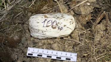 Фото: В Череповце задержали подруг с партией наркотиков