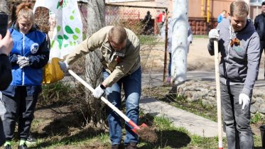 Фото: Живая изгородь из сирени появилась у школы № 7 в Череповце