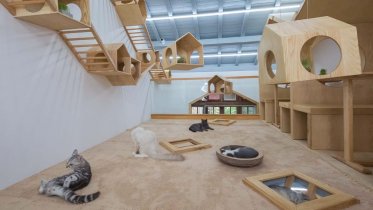 Фото: Череповецкие школьники хотят открыть игровую для животных