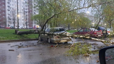 Фото: В Череповце сильный ветер повалил деревья и остановку