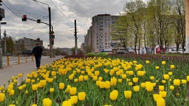 Фото: В Череповце на улицах зацвели первые тюльпаны