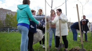 Фото: 12 рябин высадили на улице Архангельской
