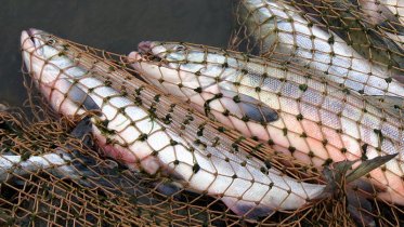 Фото: Под Череповцом браконьера задержали за ловлю рыбы сетями