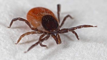 Фото: Клещей искали в парках Череповца