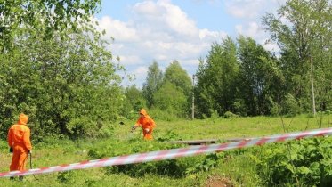 Фото: В Череповце уничтожат борщевика