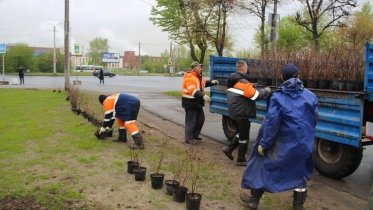 Фото: Живая изгородь появилась у «Штыков» на Ленина