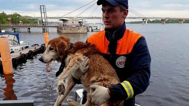 Фото: В промзоне Череповца спасали собаку