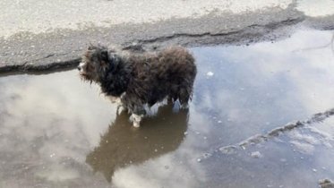 Фото: Волонтеры Череповца спасли старого пса