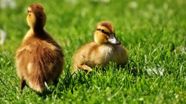 Фото: Спецоперация по спасению утят прошла на ЧерМК