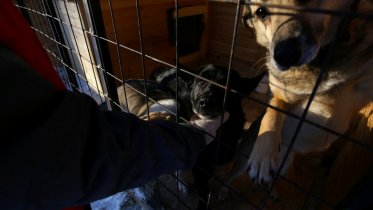 Фото: 500 животных бесплатно стерилизуют в Череповце