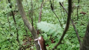 Фото: Неизвестного зверька заприметили в череповецких лесах