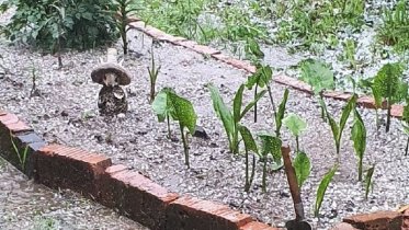 Фото: Череповецкий район неожиданно накрыло снегом