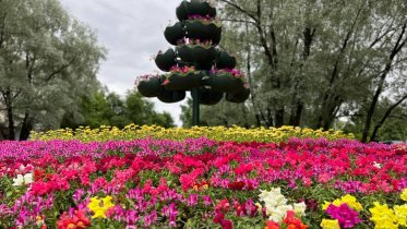 Фото: На улицах Череповца завершаются работы по озеленению