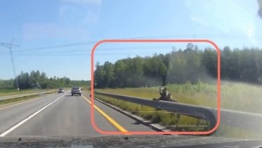 Фото: «Голосующего» медведя заметили на трассе под Череповцом