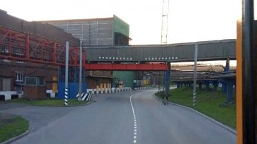 Фото: Лосиное семейство замечено на «Северстали»