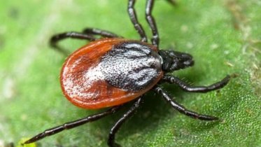 Фото: Первый случай клещевого энцефалита выявлен в Череповце