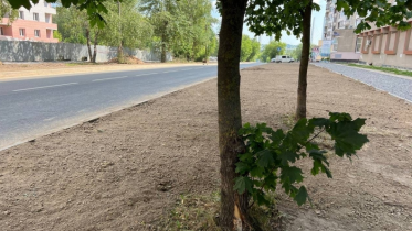 Фото: В Череповце на Первомайской появятся «Европейские газоны»