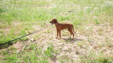 Фото: Площадка для выгула собак появится на Раахе