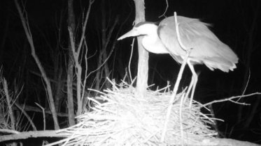 Фото: На ЧерМК снова заметили цаплю