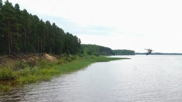 Фото: 66 тысяч мальков судака отправятся в Рыбинское водохранилище