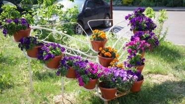 Фото: В Череповце дворы посоревнуются в создании лучших клумб