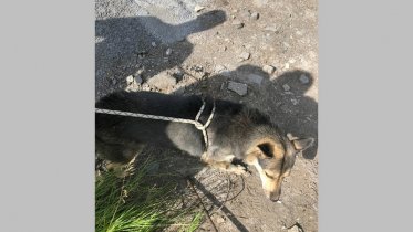 Фото: Собаку пришлось доставать спасателям из канализационного колодца