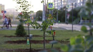 Фото: Липы и сербские ели появились на Шекснинском проспекте