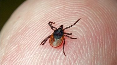 Фото: Второй пик активности клещей ожидается в Череповце