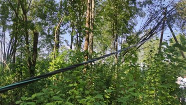 Фото: Череповчанина, пытавшегося убрать упавшее на линию электропередач дерево, убило током
