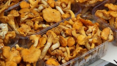 Фото: В череповецких лесах ожидают урожай грибов