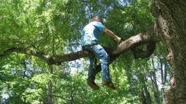 Фото: Череповчанин застрял на дереве, спасая детскую игрушку