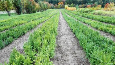 Фото: Лесной и садовый питомник создадут под Череповцом