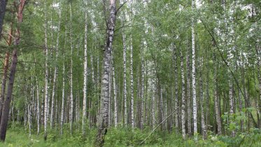 Фото: На дачный причалах вспыхнул торфяник