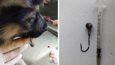 Фото: Рыболовный крючок извлекали ветеринары в Череповце из пасти собаки