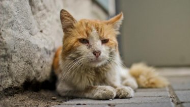 Фото: Программа «Кошка с приданым» должна заработать в Череповце