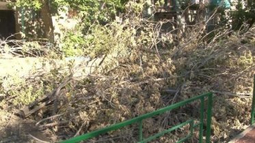 Фото: Управляющая компания Череповца заплатит за упавшие на автомобиль ветки