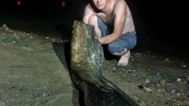 Фото: Огромного сома выловили в Череповце