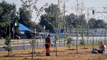 Фото: Выкопанные ранее деревья вернулись на Архангельскую