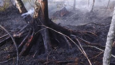 Фото: Вблизи Северного шоссе вспыхнул торфяник