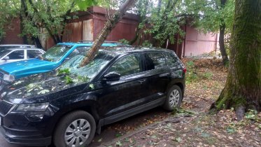 Фото: В Череповце ветка тополя насквозь пробила лобовое стекло иномарки