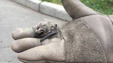 Фото: В полночь в череповецкой квартире обнаружили летучую мышь