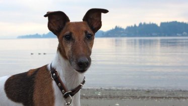 Фото: Череповчан научат убирать за своими питомцами