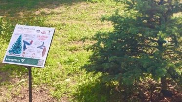 Фото: В Соляном саду на деревьях появились QR-коды