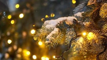 Фото: Новогодняя елка появится на пустыре за наркодиспансером