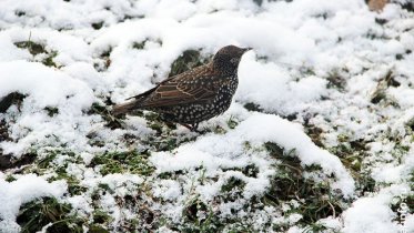 Фото: Экскурсии для любителей птиц проведут в череповецких парках