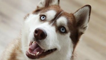 Фото: Череповчанин до смерти забил собаку