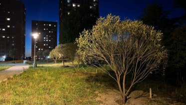 Фото: Свыше 700 новых деревьев появится на улицах Череповца