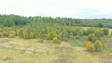 Фото: В Череповецком районе пропавшего пенсионера ищут с помощью беспилотника