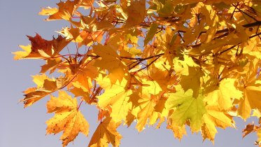 Фото: В Череповце появится «Аллея бизнеса»