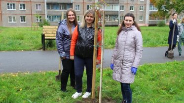 Фото: Рябиновая аллея появилась на Краснодонцев